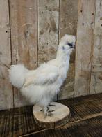 opgezette kip,zijderhoen ``WOONWINKEL RUSTIEK``, Antiek en Kunst, Ophalen of Verzenden