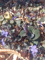 Winterhard viooltje., Ophalen of Verzenden, Zomer, Volle zon