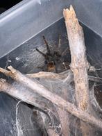 Chromatopelma cyaneopubescens, Dieren en Toebehoren, Insecten en Spinnen, Overige soorten