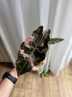 Alocasia Chantrieri Pink variegata, Huis en Inrichting, Kamerplanten, Ophalen of Verzenden, Overige soorten, Halfschaduw, Minder dan 100 cm