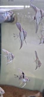 Jonge Silver maanvissen