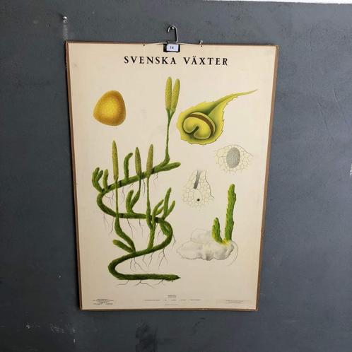 Zweedse schoolplaat Svenska Växter, Antiek en Kunst, Antiek | Schoolplaten, Natuur en Biologie, Ophalen of Verzenden