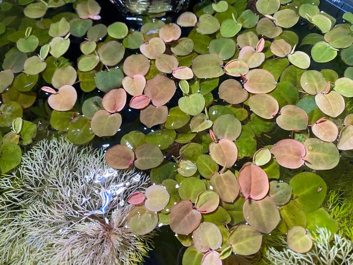 Portie Phyllantus Fluitans | drijfplant aquarium, Dieren en Toebehoren, Vissen | Aquaria en Toebehoren, Plant(en), Steen of Hout