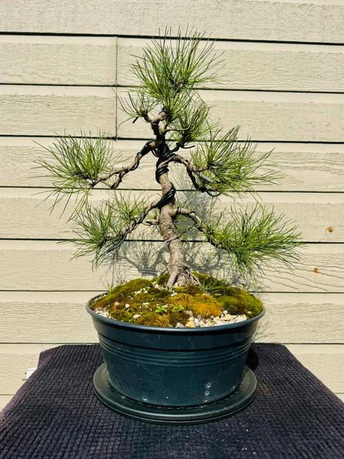 Pinus Sylvestis Bonsai, Tuin en Terras, Planten | Bomen, Minder dan 100 cm, Volle zon, Bloeit niet, In pot, Ophalen of Verzenden