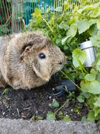 Leuke cavia zoekt nieuw thuis, incl dubbele kooi&accessoires, Januari, Mannelijk, Cavia