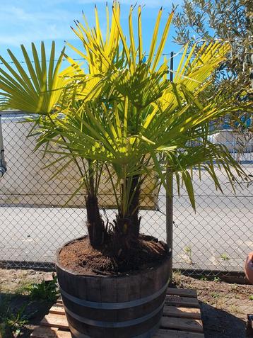 Aanbieding Multistam palm  beschikbaar voor biedingen
