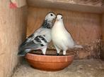1e nest jonge postduiven 2026 uit dit koppel sportduiven, Dieren en Toebehoren, Vogels | Duiven, Meerdere dieren, Postduif