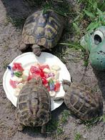 Testudo Hermanni Boettgeri (allen gereserveerd), Dieren en Toebehoren, Reptielen en Amfibieën, Schildpad, 11 jaar of ouder