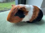 Lief beertje Mark, September, Mannelijk, Cavia