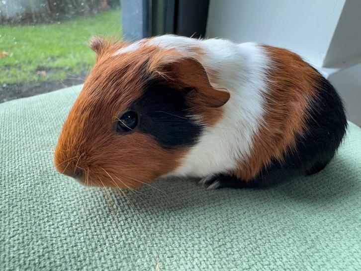Lief beertje Mark, Dieren en Toebehoren, Knaagdieren, Mannelijk, Cavia, September