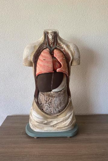 Antiek anatomisch torso, gips (plaaster) beschikbaar voor biedingen