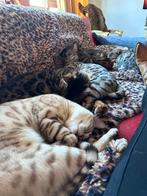 Bengalen, Dieren en Toebehoren, Kater, Kortharig, 0 tot 2 jaar