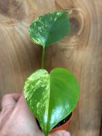 Monstera deliciosa variegata plant aurea yellow mint lemon, Ophalen of Verzenden, Halfschaduw, Minder dan 100 cm