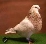 Canaria kropper vermist, foto is voorbeeld., Dieren en Toebehoren, Vogels | Duiven, Mannelijk, Overige soorten