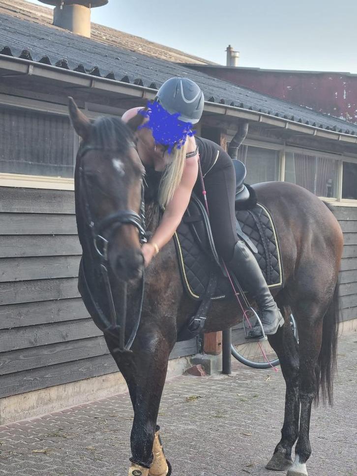 Stal Sterenberg Ten Boer paarden te lease en stalling, Dieren en Toebehoren, Stalling en Weidegang, Stalling, Weidegang