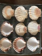 St. Jacobsschelpen / Coquilleschelpen (veel voorraad), Ophalen of Verzenden, Nieuw, Materiaal
