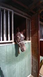 Fijne winterstalling voor paarden te huur, Dieren en Toebehoren, Stalling en Weidegang, Stalling, 4 paarden of pony's of meer