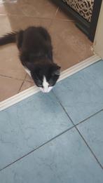 Kittens, Dieren en Toebehoren, Katten en Kittens | Raskatten | Korthaar, Meerdere dieren, 0 tot 2 jaar