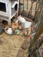 Dwerg konijntjes, Meerdere dieren, Dwerg