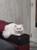 Shirazie Kat., Dieren en Toebehoren, Poes