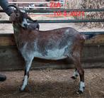 Nubische geiten, Dieren en Toebehoren, Schapen, Geiten en Varkens, Vrouwelijk, Geit