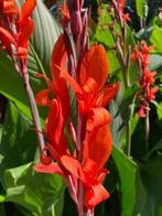 Schitterende canna knollen en dahlia knollen, Tuin en Terras, Bloembollen en Zaden, Ophalen of Verzenden, Voorjaar, Volle zon