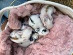 Baby konijntjes 1,5 week oud, Dieren en Toebehoren, Konijnen, Meerdere dieren, Dwerg, 0 tot 2 jaar