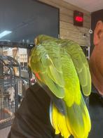 Papegaai te koop, Dieren en Toebehoren, Vogels | Duiven, Mannelijk, Kropper