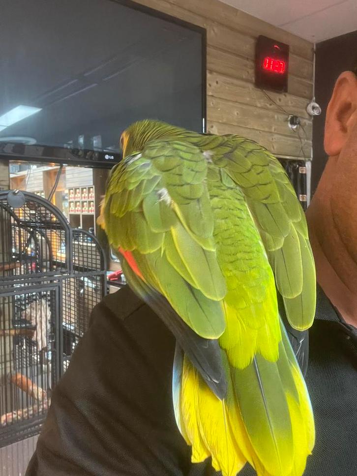 Papegaai te koop, Dieren en Toebehoren, Vogels | Duiven, Kropper, Mannelijk