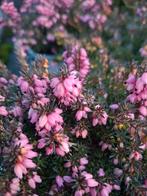 Erica darleyensis Winterheide, Tuin en Terras, Ophalen, Overige soorten, Volle zon