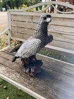 Prachtige mooie grote roofvogel, Ophalen