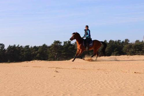 Bijrijder gezocht voor lieve, energieke arabier (Kootwijk), Dieren en Toebehoren, Paarden en Pony's | Verzorgingsproducten, Gebruikt