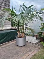 Mooie kamerplant PALM , met pot  !!, Huis en Inrichting, Kamerplanten, Ophalen, Palm, In pot, 150 tot 200 cm