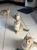 Britse Korthaar Golden Kittens ( 3 katertjes beschikbaar), Dieren en Toebehoren, Katten en Kittens | Overige Katten, Meerdere dieren
