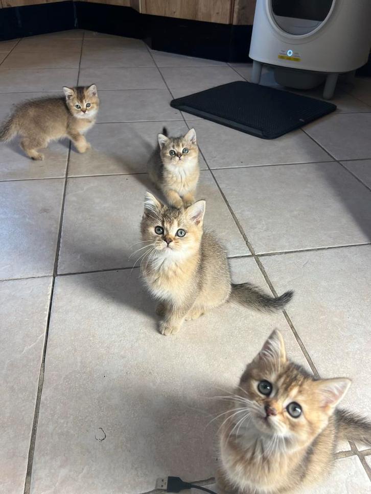 Britse Korthaar Golden Kittens (nog een katerje beschikbaar), Dieren en Toebehoren, Katten en Kittens | Overige Katten, Meerdere dieren