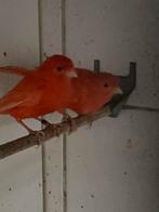 Vogelmarkt Liempde, Dieren en Toebehoren, Vogels | Kanaries, Meerdere dieren, Kleurkanarie