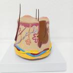 Beautysalon dermatologie, huid/acne, Ophalen of Verzenden, Beta, Nieuw, HBO