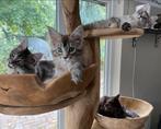 XXL Maine Coon Kittens beschikbaar €1450; met stamboom, Dieren en Toebehoren, Katten en Kittens | Raskatten | Langhaar, Poes, Ingeënt