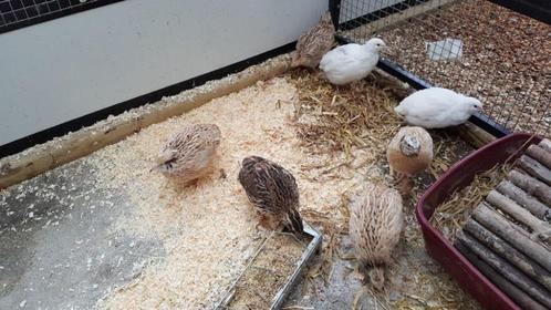 Kwartels te koop. [Japanse], Dieren en Toebehoren, Pluimvee, Overige soorten, Vrouwelijk