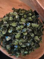 8 Kunst Buxus Bollen - Decoratief en Onderhoudsvrij, Ophalen of Verzenden, Zo goed als nieuw