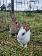 Konijntjes kopen? Kies voor adoptie!, Dieren en Toebehoren, Konijnen, Meerdere dieren, Klein