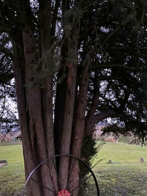 Gratis kappen taxus, Doe-het-zelf en Verbouw, Hout en Planken, Ophalen of Verzenden