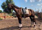 Super lieve en knappe grote kwpn merrie! 1.70m, Merrie, Gechipt, Zadelmak, 3 tot 6 jaar