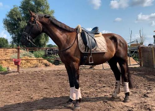 Super lieve en knappe grote kwpn merrie! 1.70m, Dieren en Toebehoren, Paarden, Merrie, Zadelmak, 165 tot 170 cm, 3 tot 6 jaar