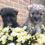 Prachtige Pups! Cairn terrier x Maltezer, Dieren en Toebehoren, Honden | Niet-rashonden, 8 tot 15 weken, Meerdere, Meerdere dieren