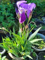Iris, Ophalen, Zomer, Vijverplanten