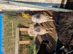 Quessant Schapen te koop, Dieren en Toebehoren, Schapen, Geiten en Varkens, Vrouwelijk, Schaap