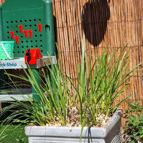 Pampasgras 2 stuks, Tuin en Terras, Planten | Tuinplanten, Overige soorten, Volle zon, Zomer, Ophalen