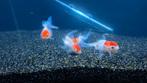 4x Red Cap Oranda Goudvis, Dieren en Toebehoren, Vissen | Aquariumvissen, Vis