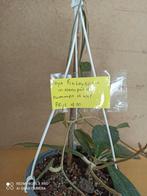 Hoya Finlaysonii net gepoot in hp 15 nummer H442, Huis en Inrichting, Ophalen of Verzenden, Halfschaduw, Minder dan 100 cm